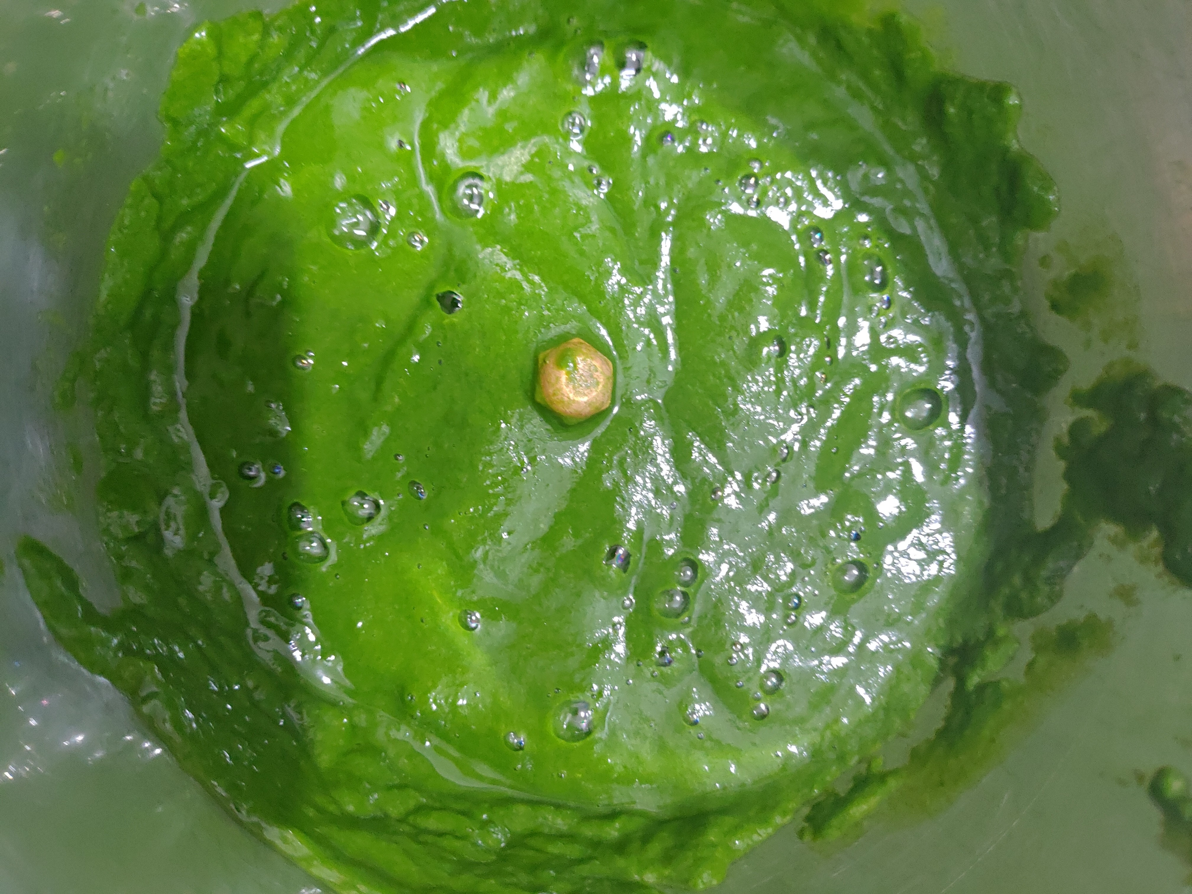 palak paneer